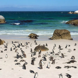 Boulders Beach South Africa