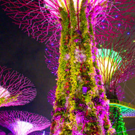 Singapore Supertree Grove at night