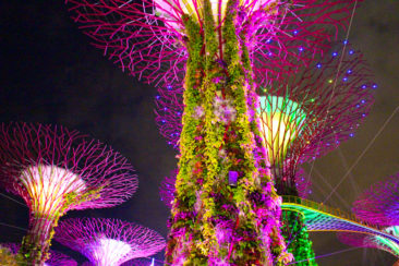 Singapore Supertree Grove at night