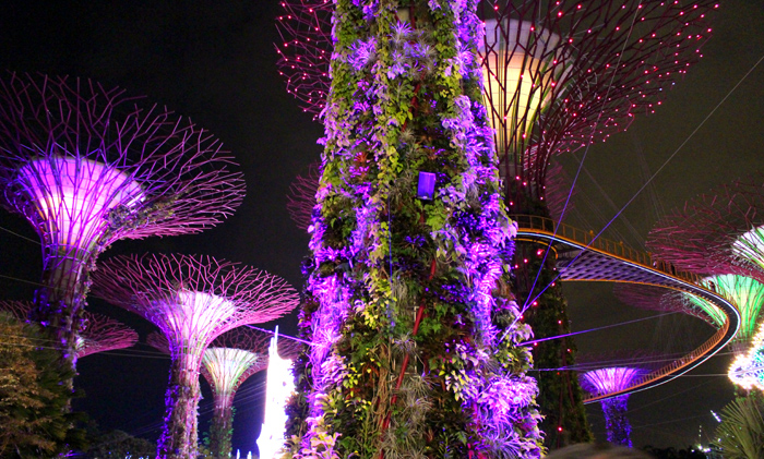 VIDEO: The Supertree Grove