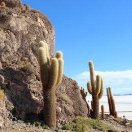 An island of cactus in a sea of salt