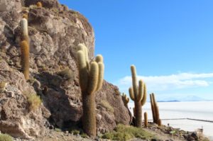 An island of cactus in a sea of salt