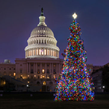 The Capitol Christmas Tree