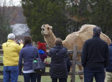 Mount Vernon Christmas Camel