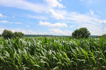 Corn Fields in Amish Country