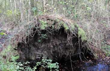 The Great Dismal Swamp