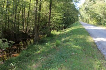 Drainage ditch in the Great Dismal Swamp