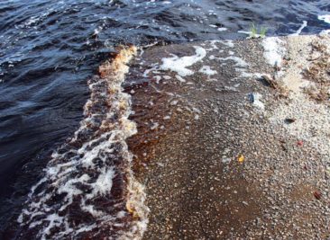 Brown water in the great dismal swamp