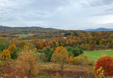 Virginia Foliage