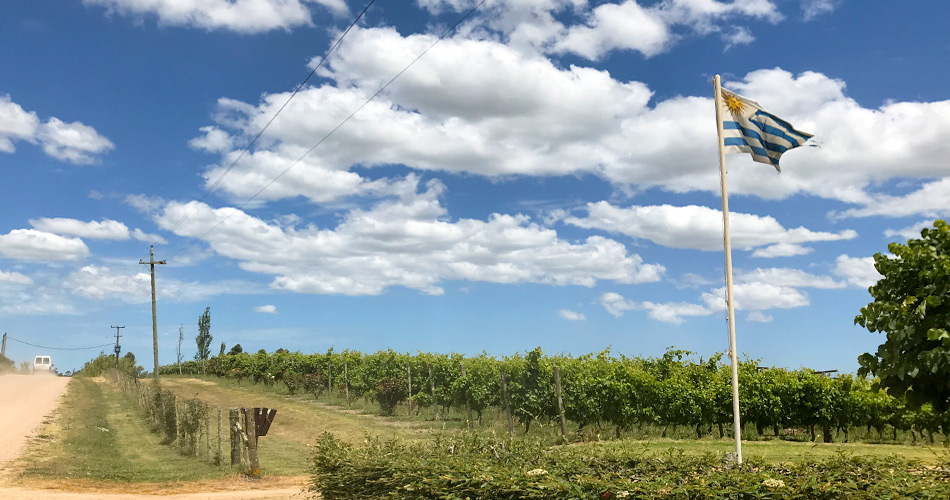 Tasting Tannat: Why You Should Try Uruguay's Famous Wine