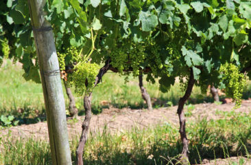 Tannat Vineyards