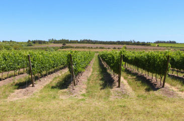 Wine Vineyards in Uruguay