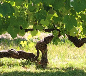 Tannat Vineyards