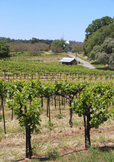 Vineyards at Amador Cellars