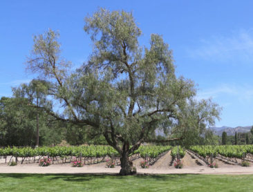 Fess Parker Vineyards