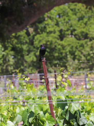 A bird looking out over the vineyards in California