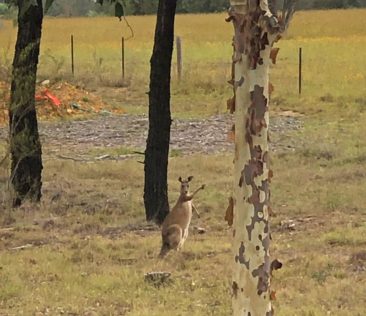 Friendly Kangaroos in the Vineyards