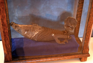 Fiji Merman in the Zwaanendael Museum