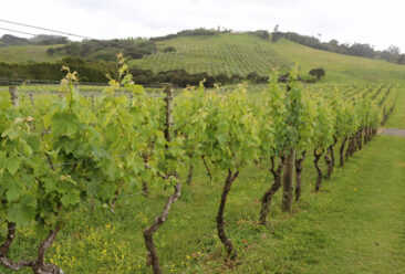 Auckland Wine Country vineyards