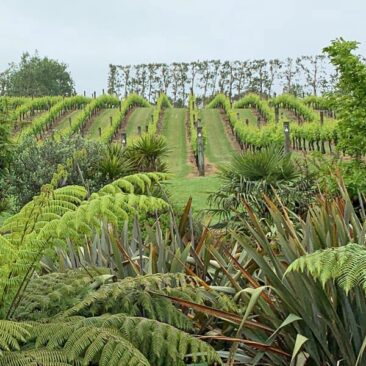 Westbrook Winery in Auckland Wine Country