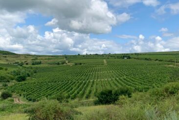 LacertA Winery's Vineyards in Romanian Wine Country
