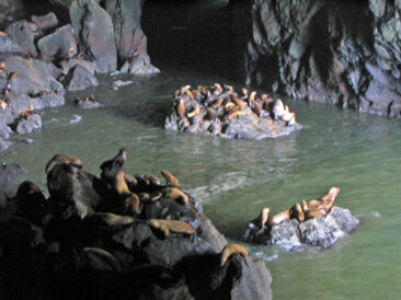 The Sea Lion Caves near Florence, Oregon