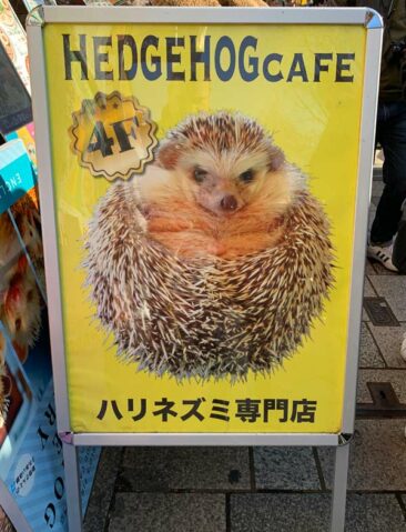 Hedgehog Cafe in Tokyo, Japan