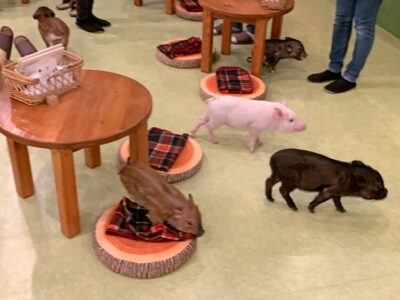 Mini Pig Cafe in Tokyo, Japan