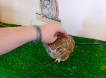 Owl Cafe in Tokyo, Japan
