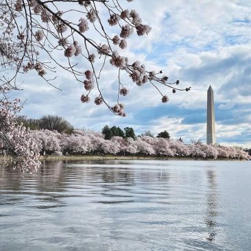 Washington, DC Cherry Blossoms