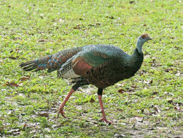 Ocellated turkey