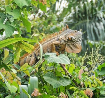Wildlife in Belize