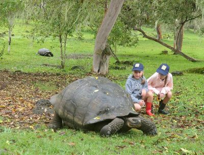 Giant tortoise in the Galapagos Islands