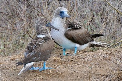 Blue-footed Boobies Galapagos Islands