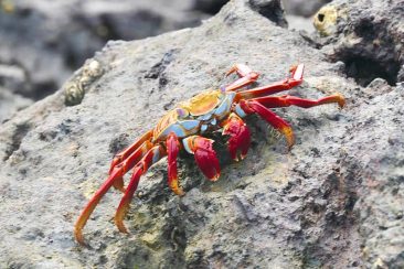 Galapagos Islands