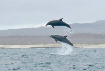 Dolphins in the Galapagos Islands