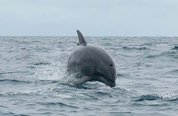 Dolphins in the Galapagos Islands