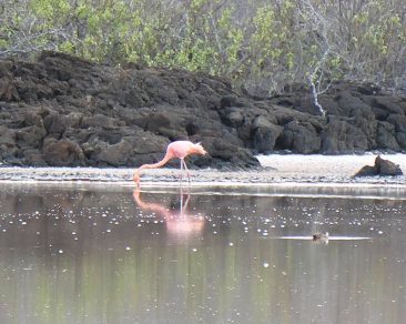Galapagos Islands