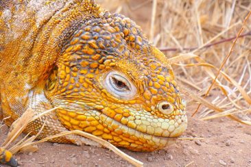 Iguana in the Galapagos Islands