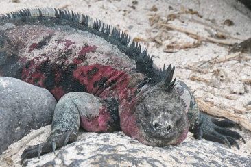 Iguana in the Galapagos Islands