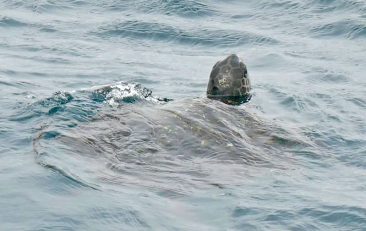 Sea turtle in the Galapagos Islands