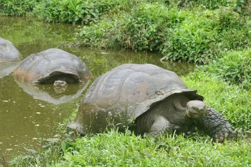 Giant tortoise in the Galapagos Islands