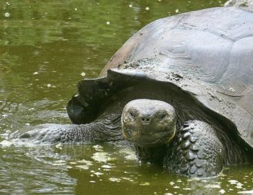 Giant tortoise in the Galapagos Islands