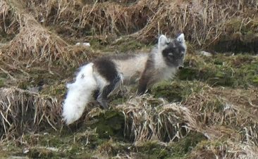 Arctic Fox in Svalbard