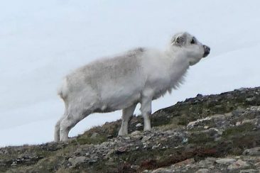 Reindeer in Svalbard